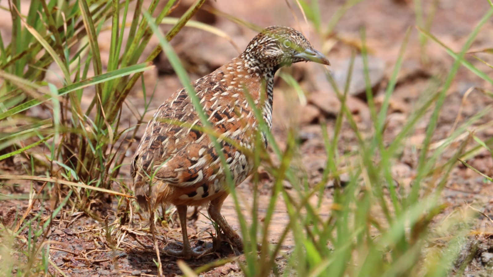 Barred Buttonquail